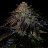 Do-Si-Dos Feminized Cannabis Seeds